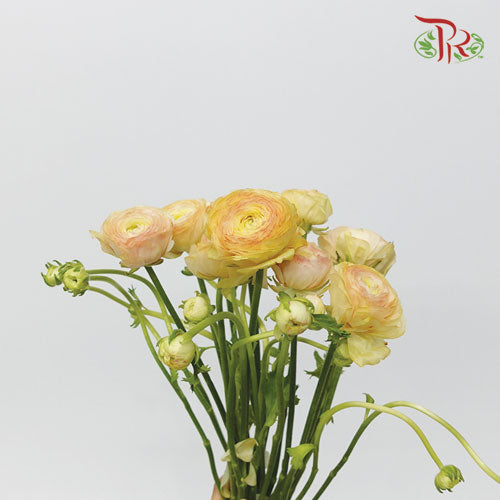 Ranunculus - Champagne-10 Stems **Fragile - Pudu Ria Florist