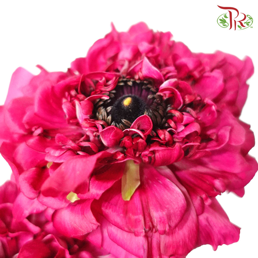Ranunculus Charlotte Rose - (5 Stems) *Fragile-Import-prflorist.com.my