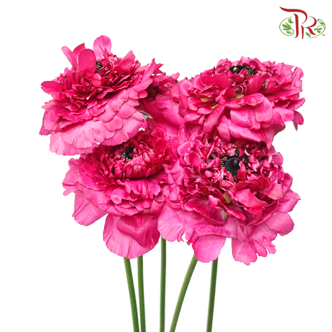 Ranunculus Charlotte Rose - (5 Stems) *Fragile-Import-prflorist.com.my