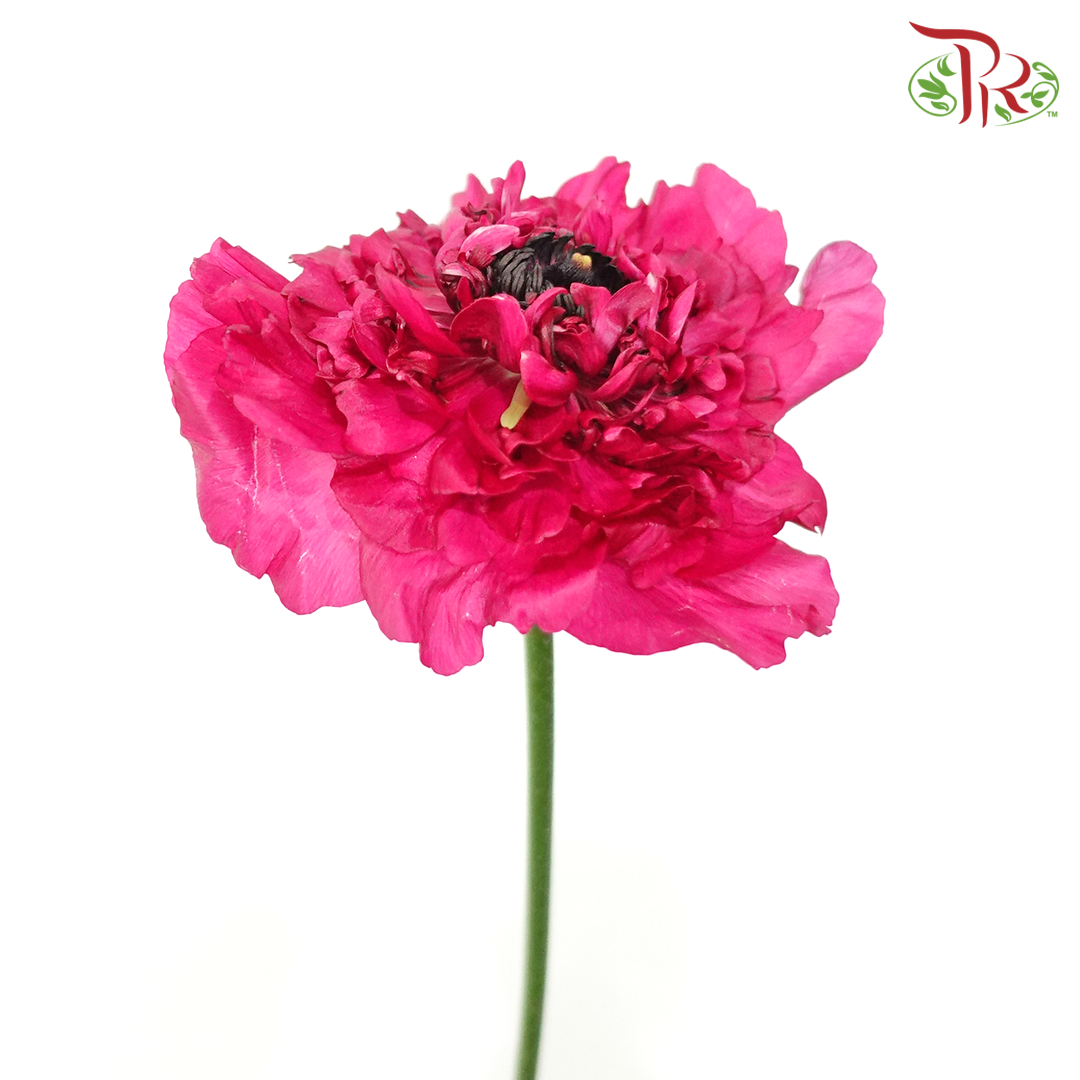 Ranunculus Charlotte Rose - (5 Stems) *Fragile-Import-prflorist.com.my