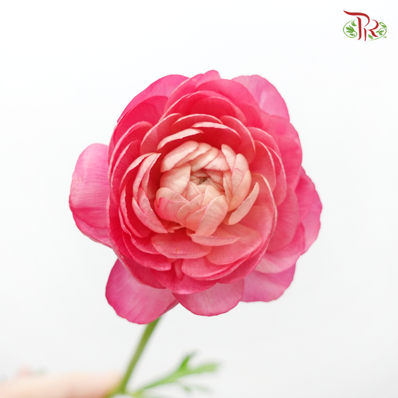 Ranunculus - Cherry Pink (10 Stems) *Small Bud ***Fragile-Cherry Pink-China-prflorist.com.my