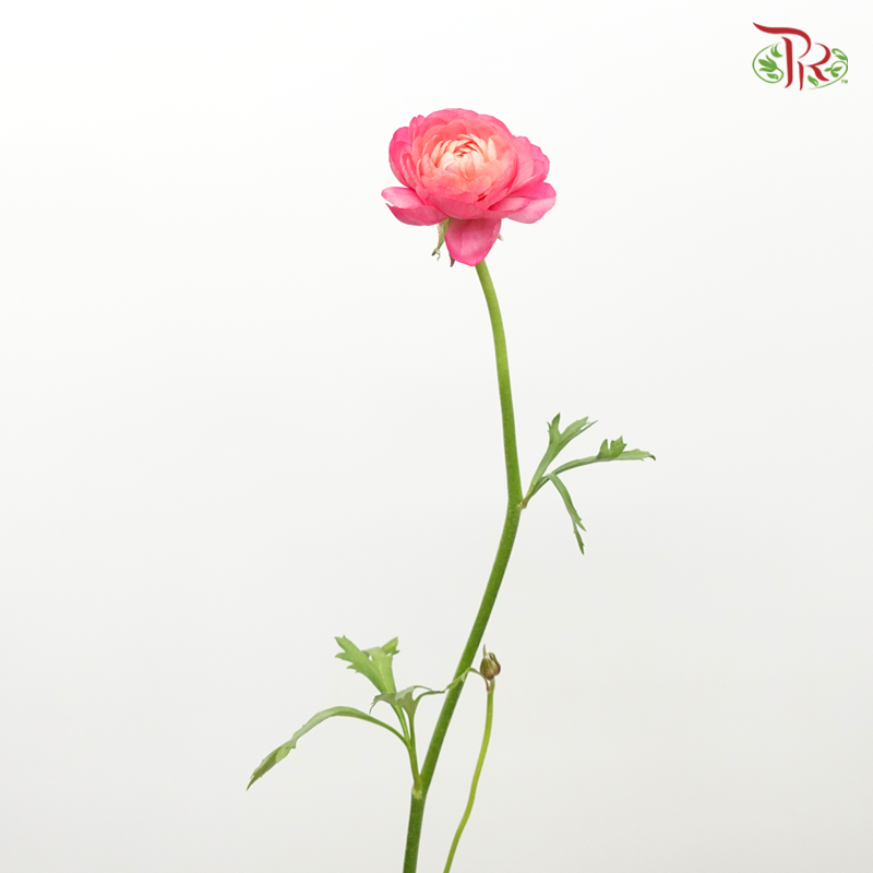 Ranunculus - Cherry Pink (10 Stems) *Small Bud ***Fragile-Cherry Pink-China-prflorist.com.my