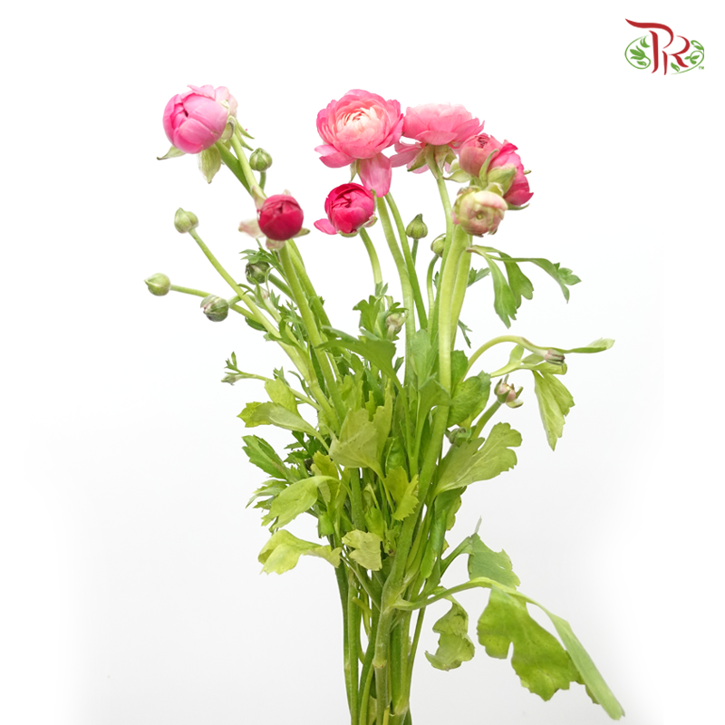 Ranunculus - Cherry Pink (10 Stems) *Small Bud ***Fragile-Cherry Pink-China-prflorist.com.my