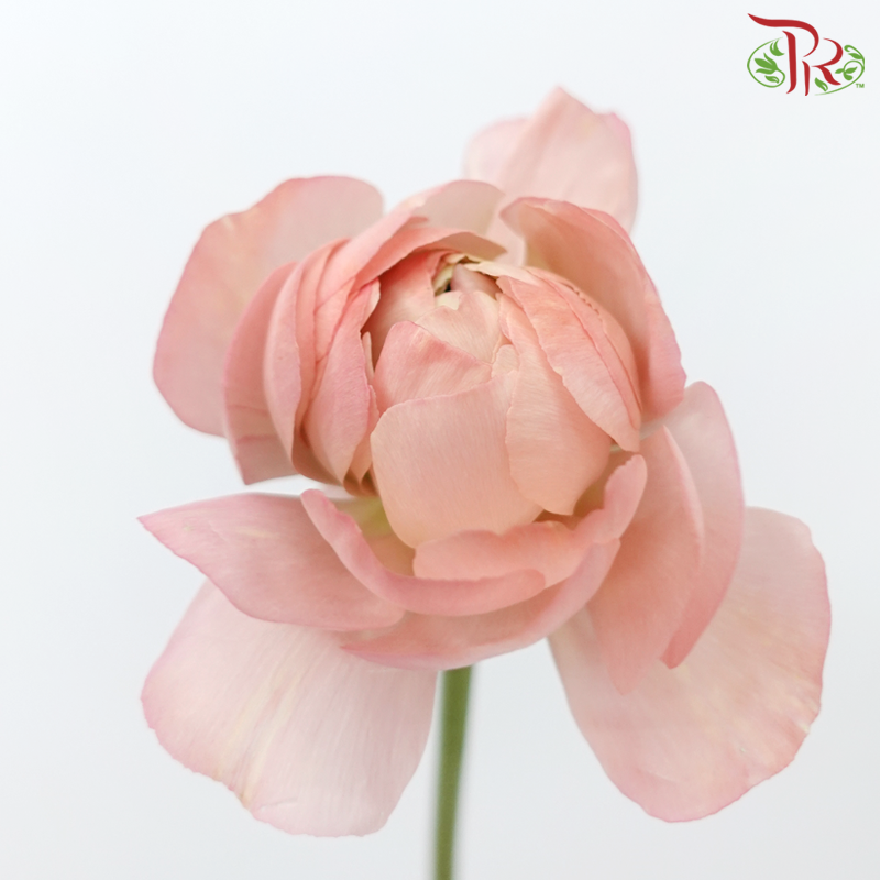 Ranunculus Cloni - Amaranth Pink (5 Stems)-Pink-China-prflorist.com.my
