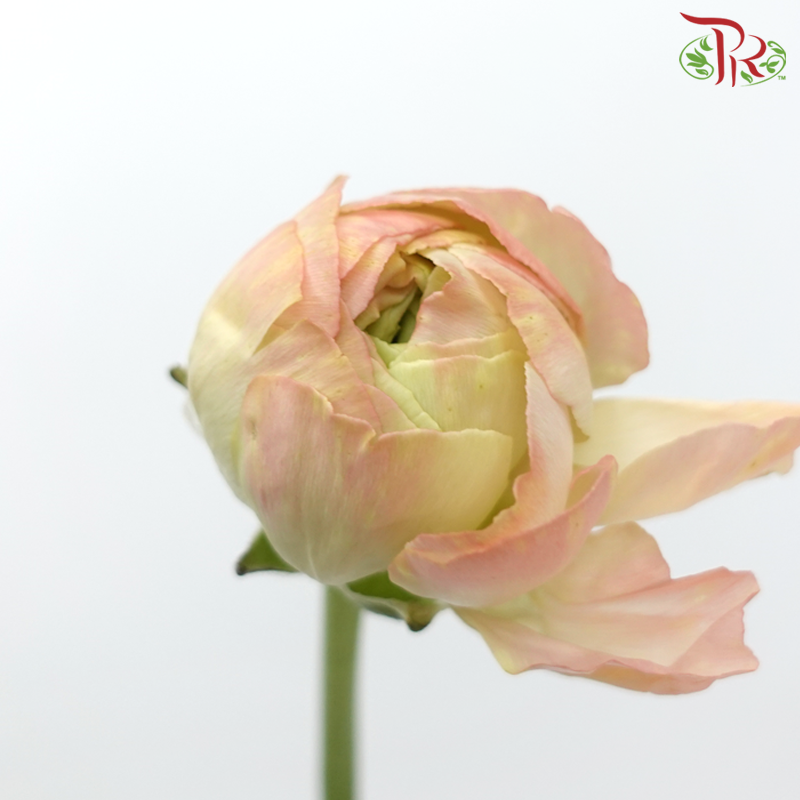 Ranunculus Cloni - Amaranth Pink (5 Stems)-Pink-China-prflorist.com.my