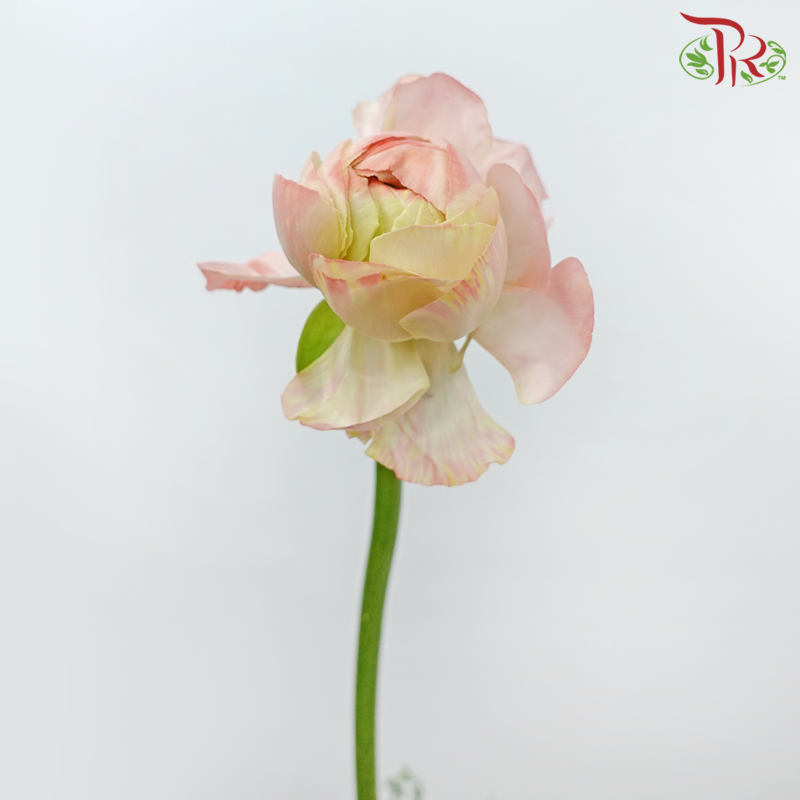 Ranunculus Cloni - Amaranth Pink (5 Stems)-Pink-China-prflorist.com.my