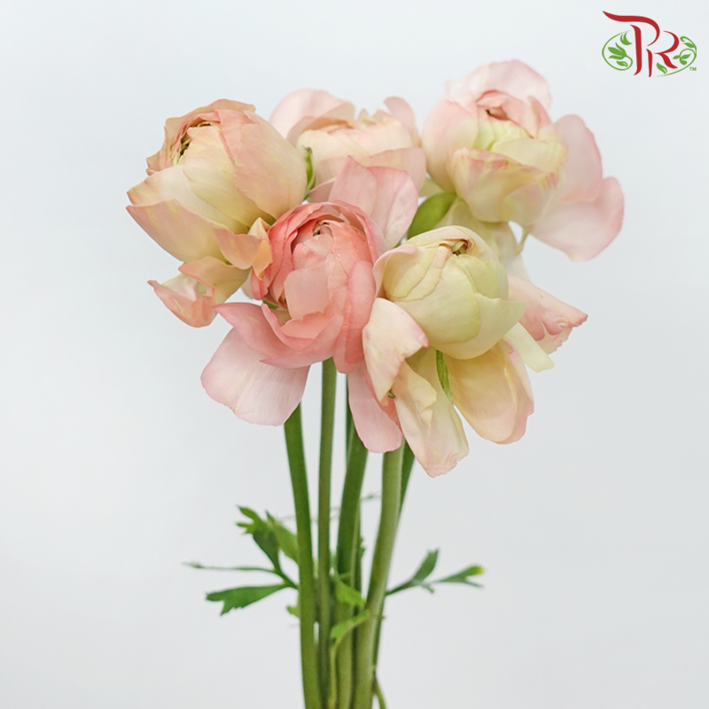 Ranunculus Cloni - Amaranth Pink (5 Stems)-Pink-China-prflorist.com.my