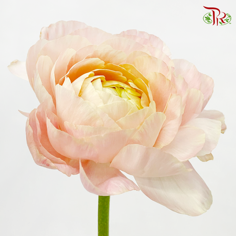 Ranunculus Cloni - Champagne ( 5 Stems)-Champagne-China-prflorist.com.my