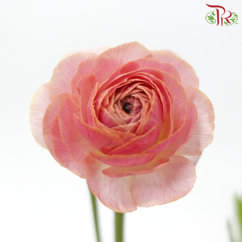 Ranunculus Cloni - Champagne (5 Stems)-Champagne-China-prflorist.com.my