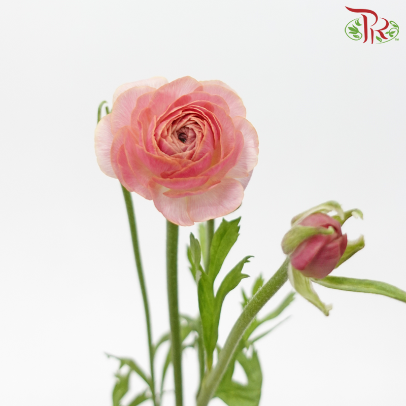 Ranunculus Cloni - Champagne (5 Stems)-Champagne-China-prflorist.com.my