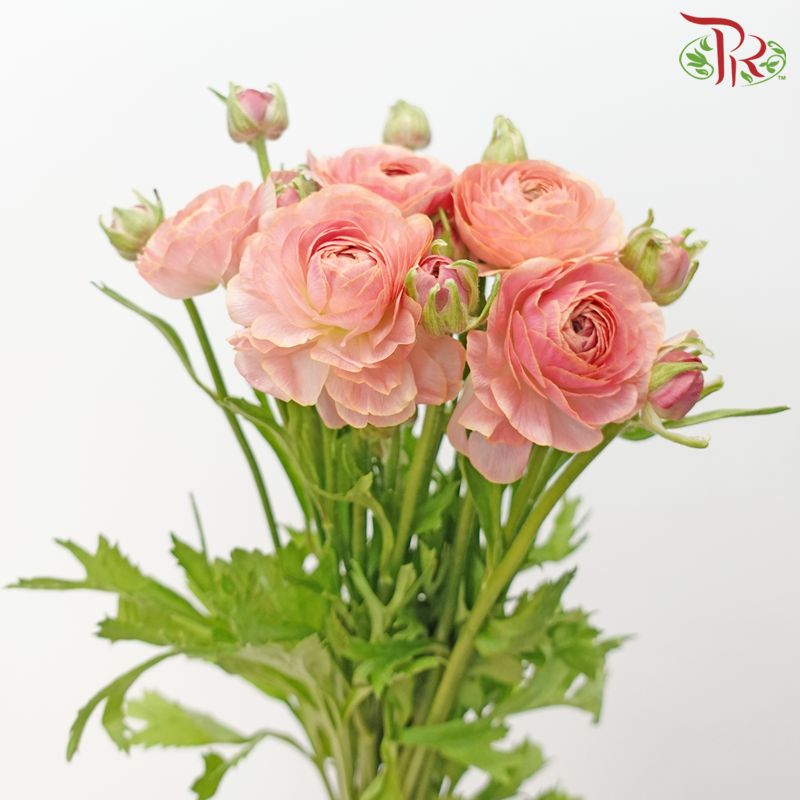 Ranunculus Cloni - Champagne (5 Stems)-Champagne-China-prflorist.com.my