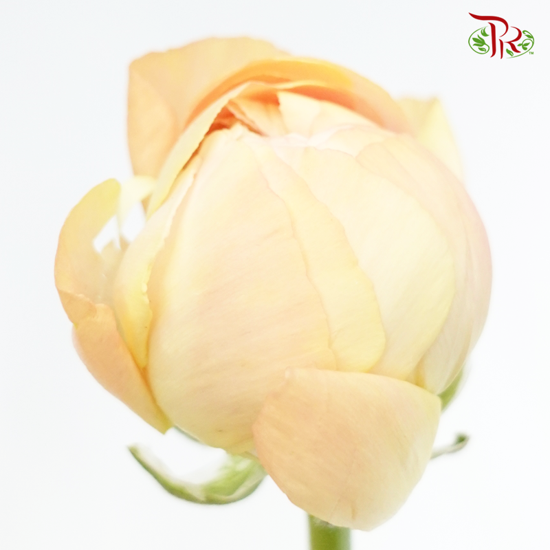 Ranunculus Cloni - Champagne ( 5 Stems)-Champagne-China-prflorist.com.my