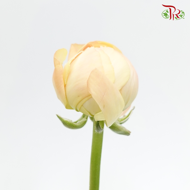 Ranunculus Cloni - Champagne ( 5 Stems)-Champagne-China-prflorist.com.my