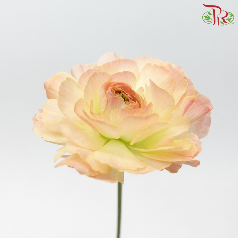 Ranunculus Cloni - Champagne Pink ***Fragile (5 Stems)-Champagne Pink-Import-prflorist.com.my