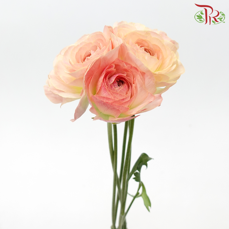 Ranunculus Cloni - Champagne Pink ***Fragile (5 Stems)-Champagne Pink-Import-prflorist.com.my