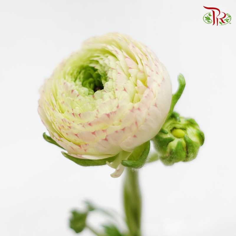 Ranunculus - Cloni Cream With Touch Of Pink (5 Stems) *Fragile-Cream-Import-prflorist.com.my