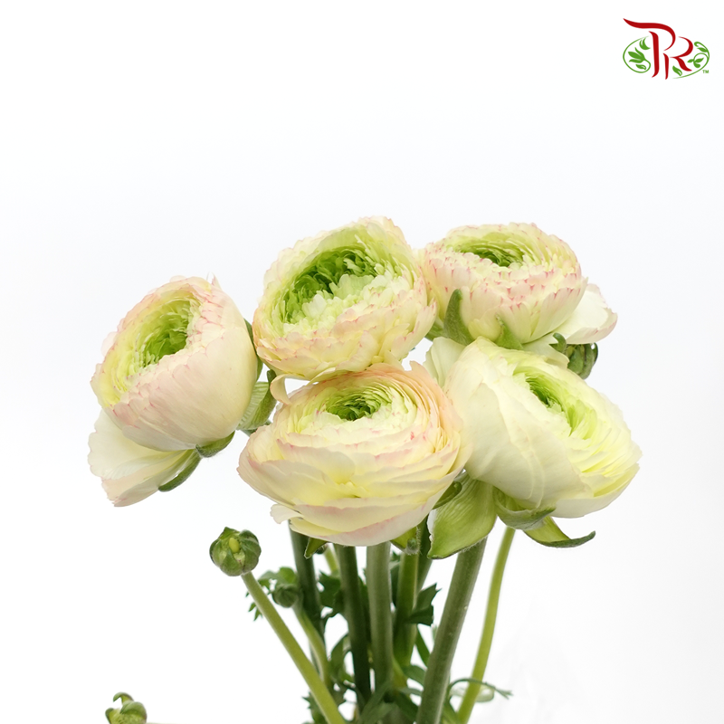 Ranunculus - Cloni Cream With Touch Of Pink (5 Stems) *Fragile-Cream-Import-prflorist.com.my