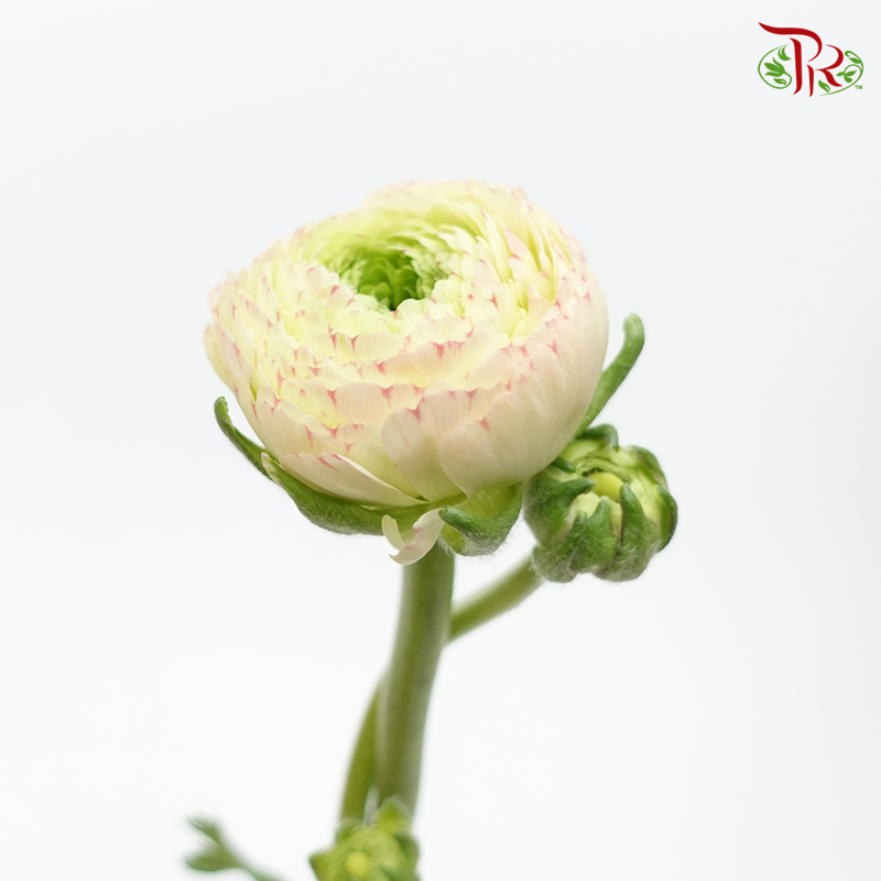 Ranunculus - Cloni Cream With Touch Of Pink (5 Stems) *Fragile-Cream-Import-prflorist.com.my
