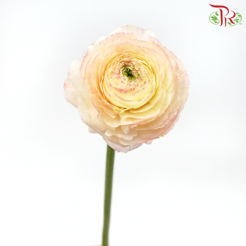 Ranunculus Cloni - Light Peach (5 Stems)-Light Peach-Import-prflorist.com.my