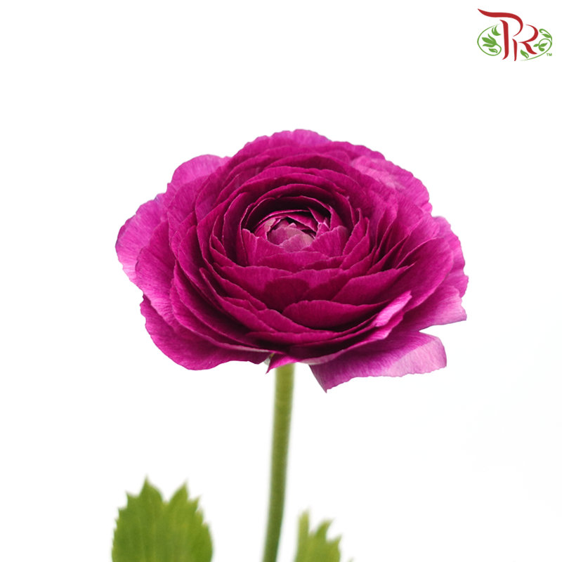 Ranunculus Cloni - Magenta (5 Stems)-Magenta-China-prflorist.com.my