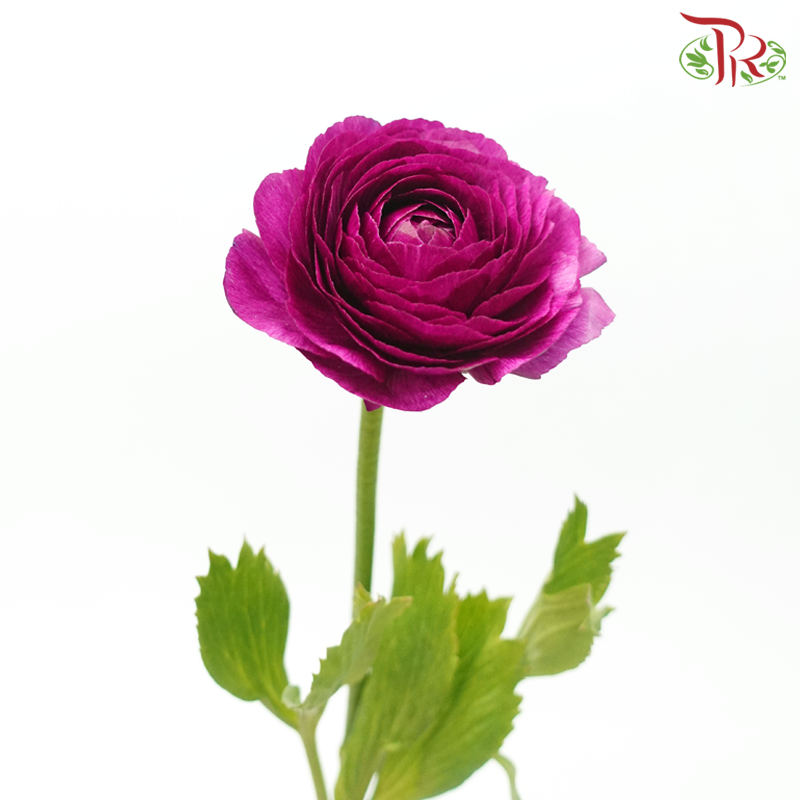 Ranunculus Cloni - Magenta (5 Stems)-Magenta-China-prflorist.com.my