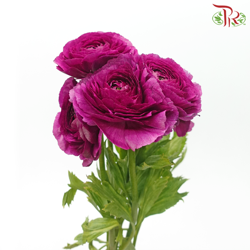 Ranunculus Cloni - Magenta (5 Stems)-Magenta-China-prflorist.com.my