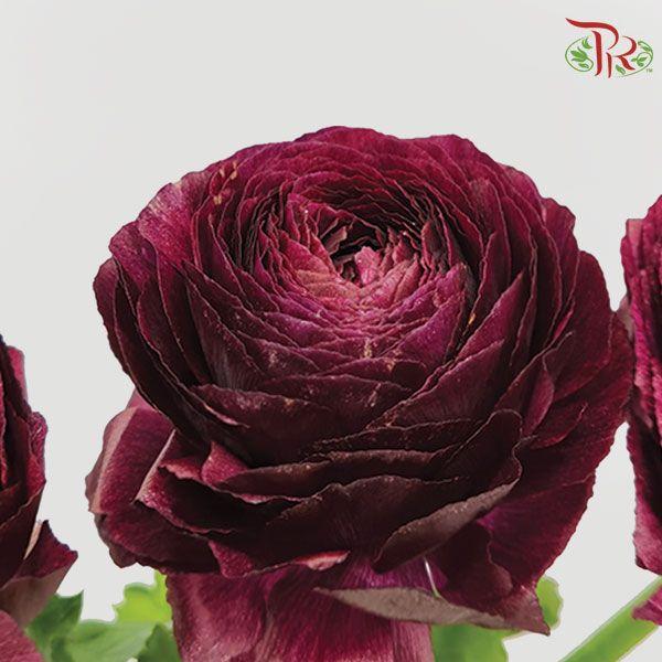 Ranunculus - Cloni Nerone (5 Stems)-Netherland-prflorist.com.my