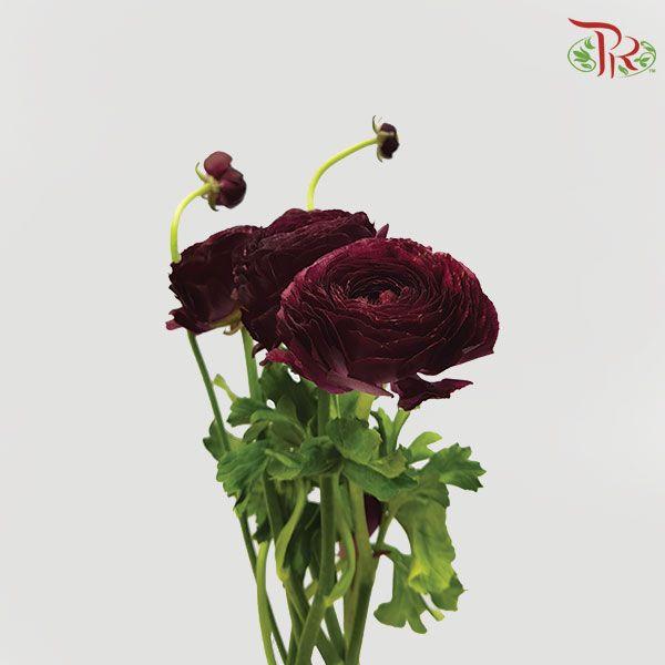 Ranunculus - Cloni Nerone (5 Stems)-Netherland-prflorist.com.my