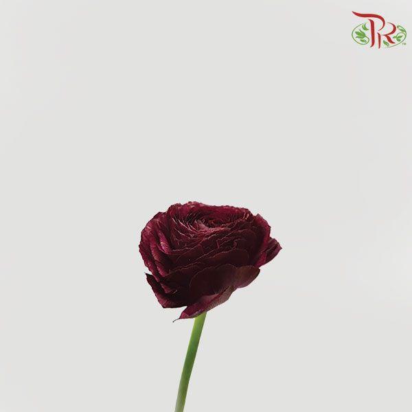 Ranunculus - Cloni Nerone (5 Stems)-Netherland-prflorist.com.my