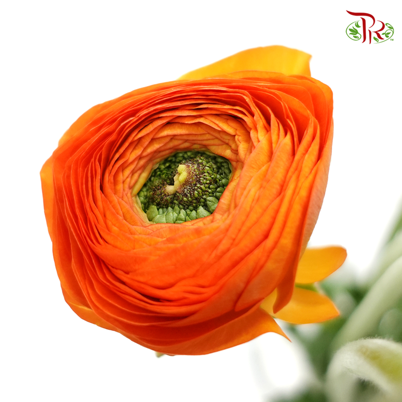 Ranunculus - Cloni Orange (5 Stems) **Fragile-Orange-Import-prflorist.com.my
