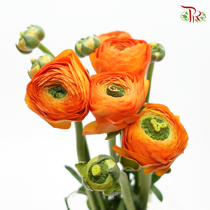 Ranunculus - Cloni Orange (5 Stems) **Fragile-Orange-Import-prflorist.com.my
