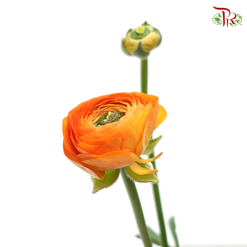 Ranunculus - Cloni Orange (5 Stems) **Fragile-Orange-Import-prflorist.com.my