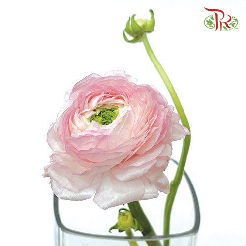Ranunculus Cloni Pink - 5 Stems **Fragile - Pudu Ria Florist