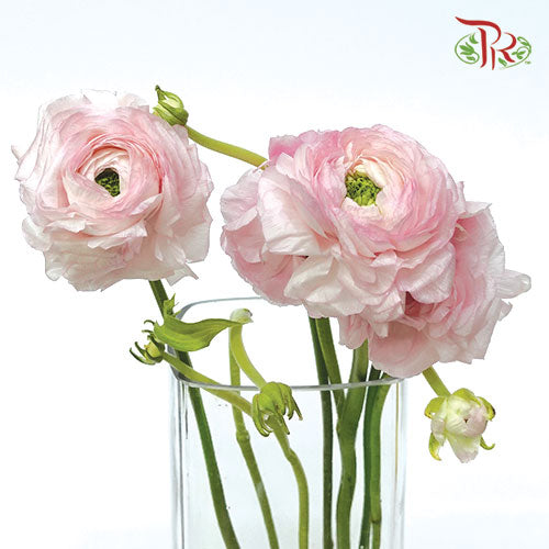 Ranunculus Cloni Pink - 5 Stems **Fragile - Pudu Ria Florist