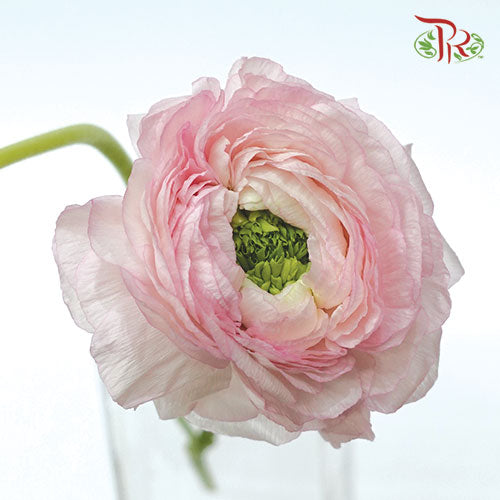 Ranunculus Cloni Pink - 5 Stems **Fragile - Pudu Ria Florist