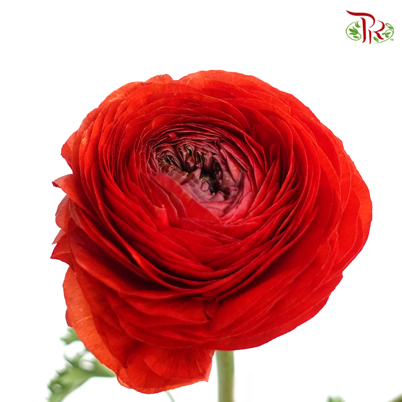 Ranunculus - Cloni Red 5 Stems **Fragile-Red-Import-prflorist.com.my