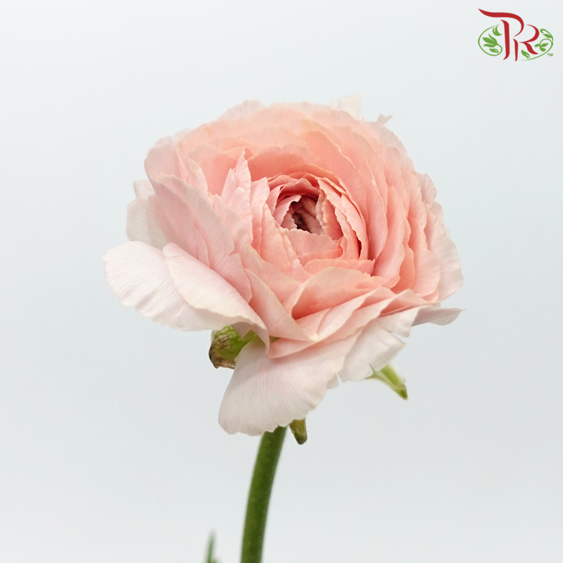 Ranunculus Cloni - Two Tone Pink & Peach (5 Stems)-Two Tone Pink & Peach-China-prflorist.com.my