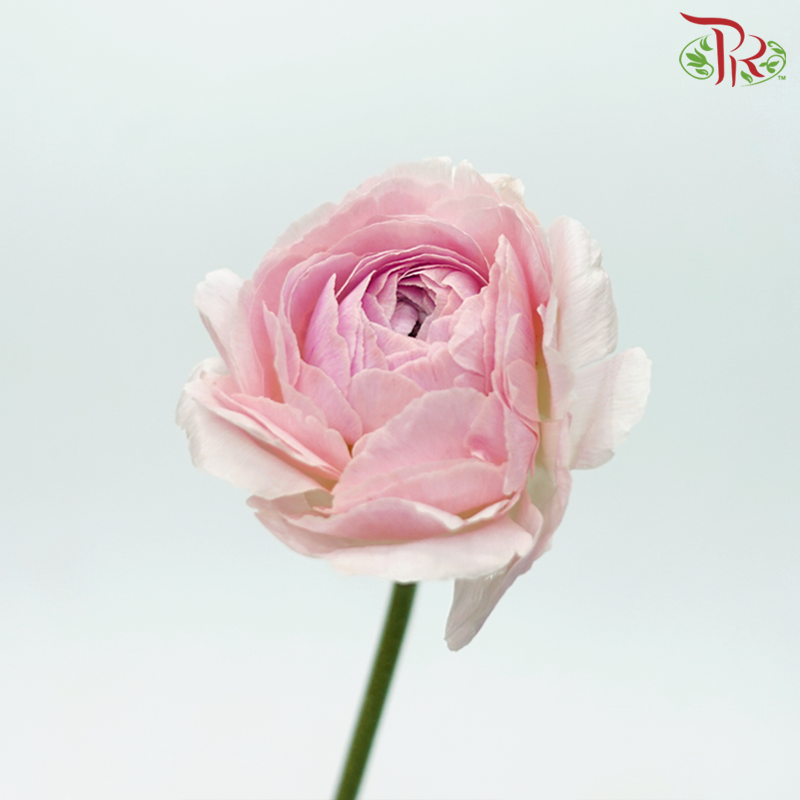 Ranunculus Cloni - Two Tone Pink & Peach (5 Stems)-Two Tone Pink & Peach-China-prflorist.com.my