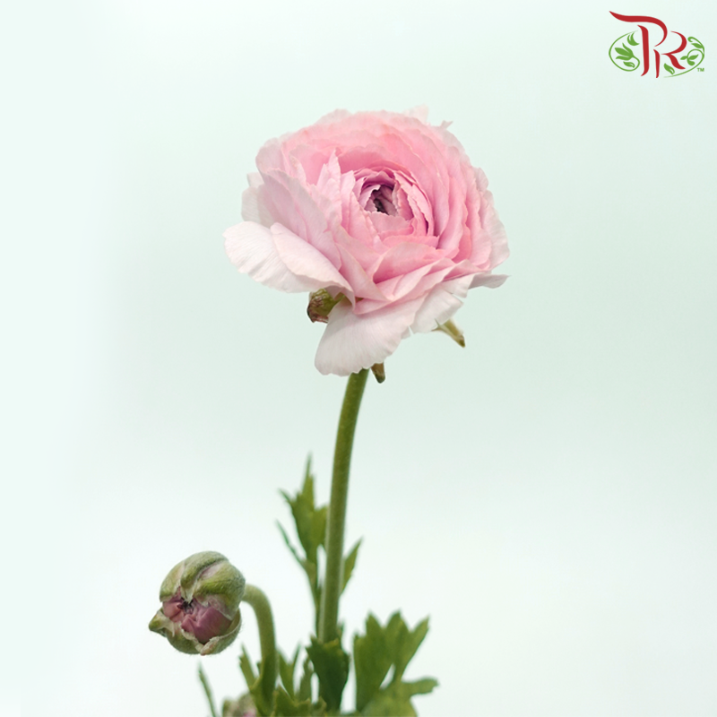 Ranunculus Cloni - Two Tone Pink & Peach (5 Stems)-Two Tone Pink & Peach-China-prflorist.com.my