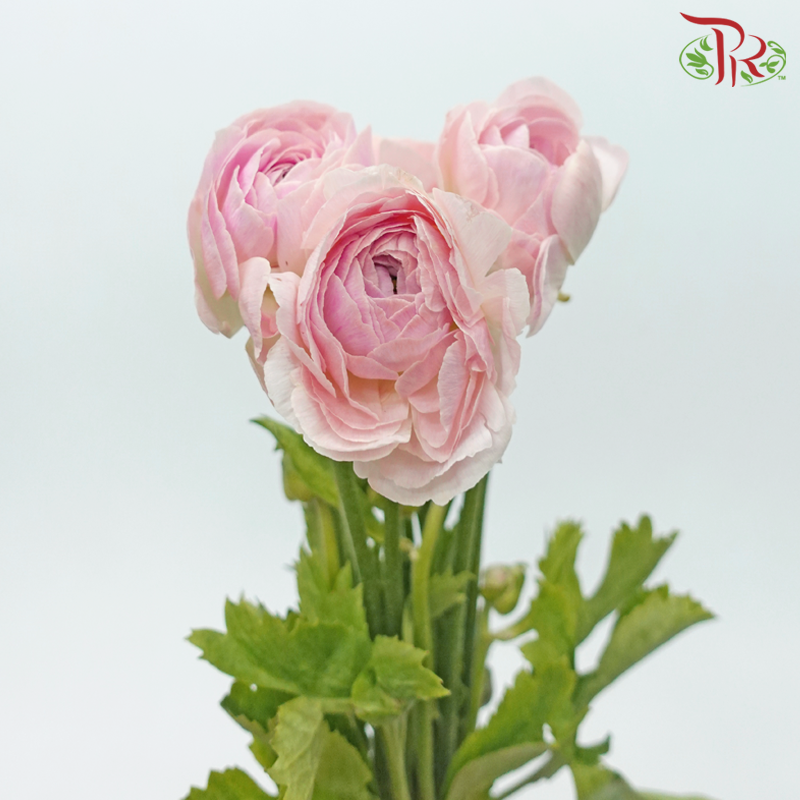 Ranunculus Cloni - Two Tone Pink & Peach (5 Stems)-Two Tone Pink & Peach-China-prflorist.com.my