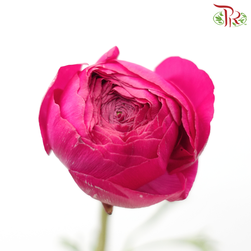 Ranunculus - Dark Cherry Pink (Per Bunch) *Small Bud ***Fragile-Pink-China-prflorist.com.my