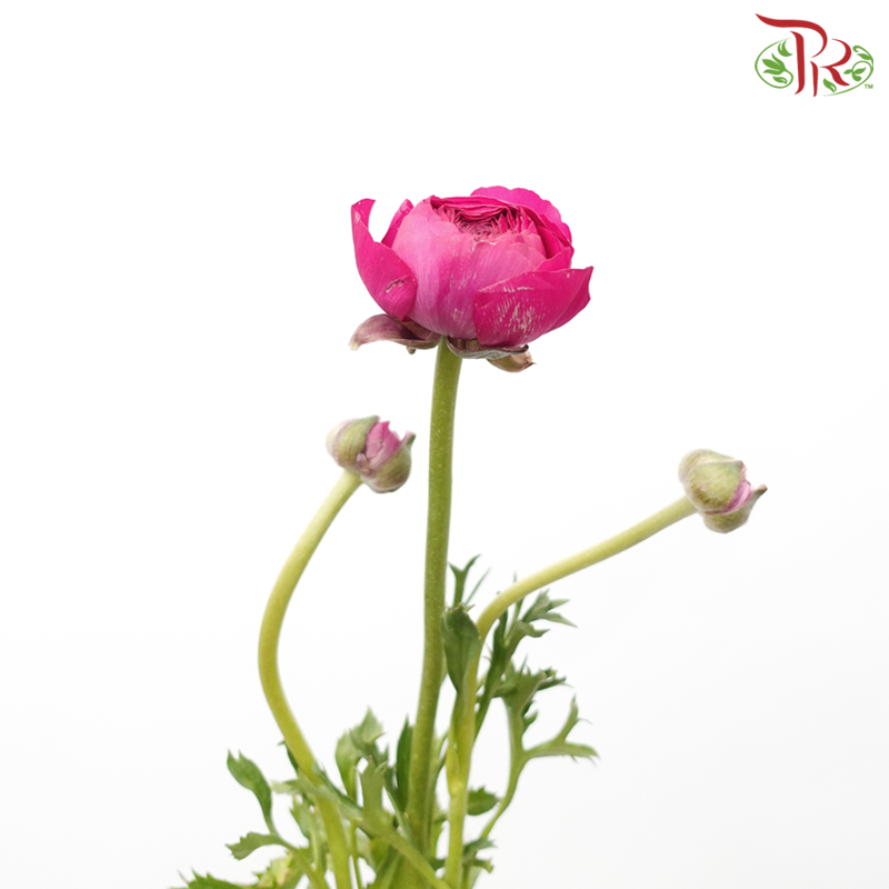 Ranunculus - Dark Cherry Pink (Per Bunch) *Small Bud ***Fragile-Pink-China-prflorist.com.my