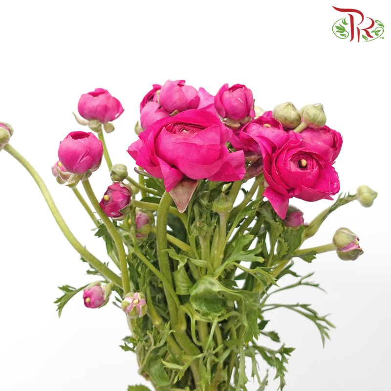 Ranunculus - Dark Cherry Pink (Per Bunch) *Small Bud ***Fragile-Pink-China-prflorist.com.my