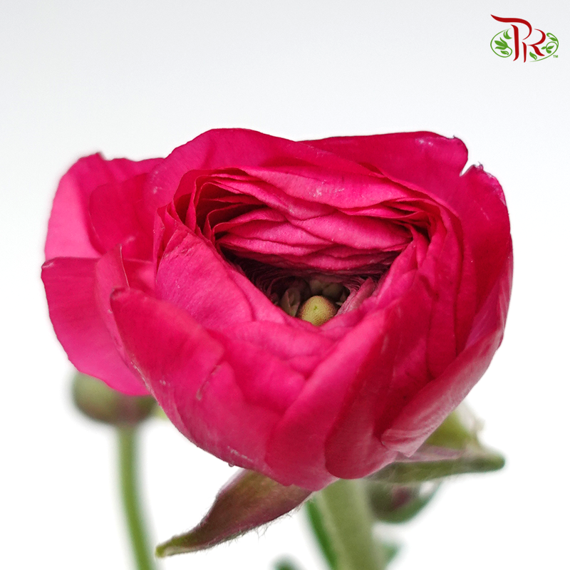 Ranunculus - Dark Pink (5 Stems) *FRAGILE-Pink-Netherland-prflorist.com.my