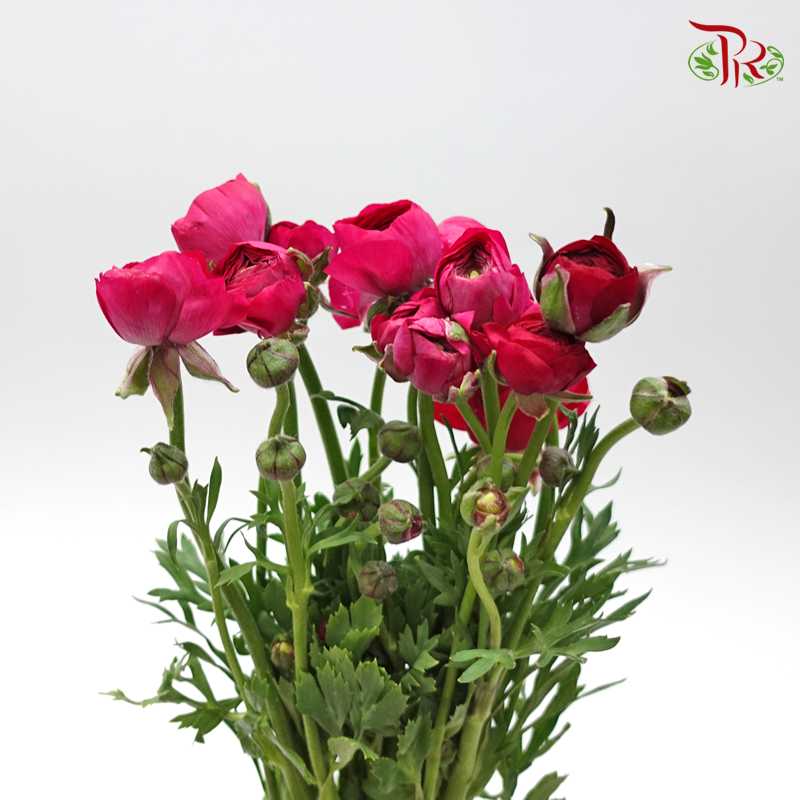 Ranunculus - Dark Pink (5 Stems) *FRAGILE-Pink-Netherland-prflorist.com.my