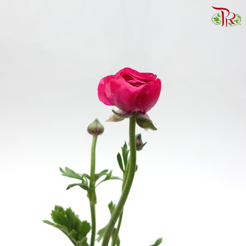 Ranunculus - Dark Pink (5 Stems) *FRAGILE-Pink-Netherland-prflorist.com.my