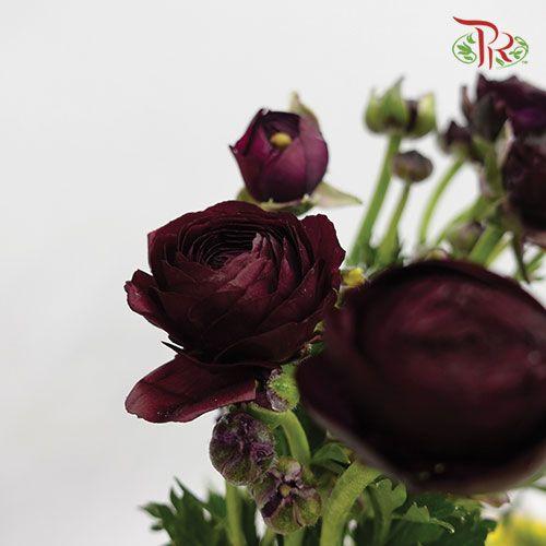 Ranunculus - Dark Purple (10 Stems) *Small Bud ***Fragile-Purple-China-prflorist.com.my