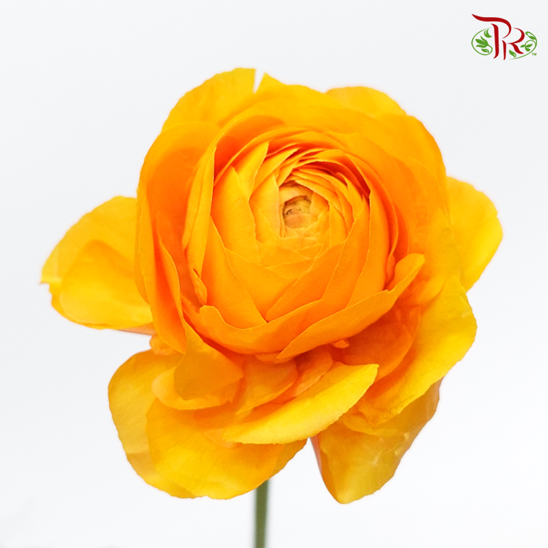 Ranunculus - Digne (5 Stems) ***Fragile-Orange-Japan-prflorist.com.my