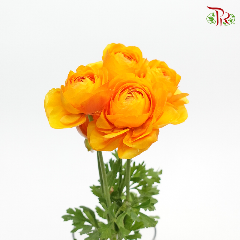 Ranunculus - Digne (5 Stems) ***Fragile-Orange-Japan-prflorist.com.my