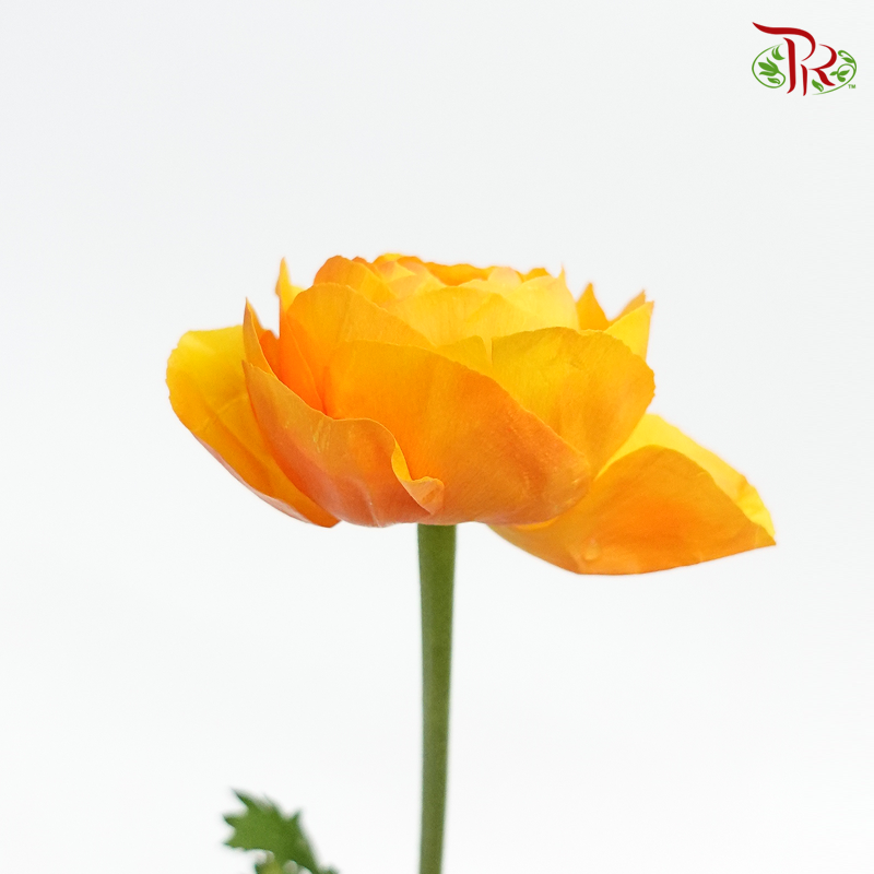 Ranunculus - Digne (5 Stems) ***Fragile-Orange-Japan-prflorist.com.my